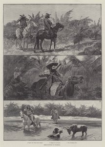 صيد الغزلان في فلوريدا